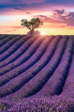 Knaur Taschenbuch Krimis & Thriller|Weibliche Ermittler-Madame le Commissaire und die Villa der Frauen