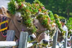 Servus Ethnologie*Magisches Räuchern und gestohlene Maibäume