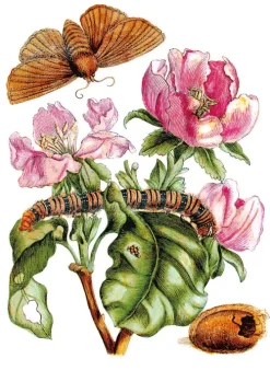 Favoritenpresse Biologie-Maria Sibylla Merian - Blüten, Raupen, Schmetterlinge (Jubiläumsausgabe)