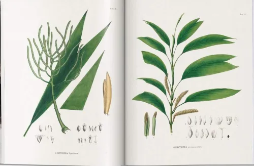 Martius. The Book of Palms*Taschen GmbH Online