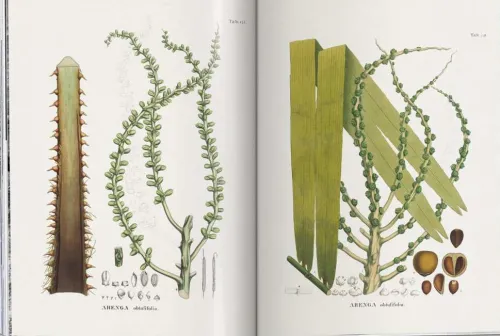 Martius. The Book of Palms*Taschen GmbH Online