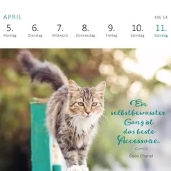 Ars Edition GmbH Geburtstagskalender-Mini-Wochenkalender Katzenweisheiten 2027