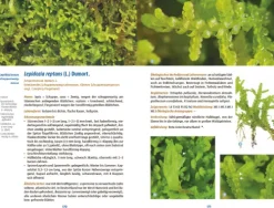 Haupt Verlag AG Biologie*Moose des Waldbodens