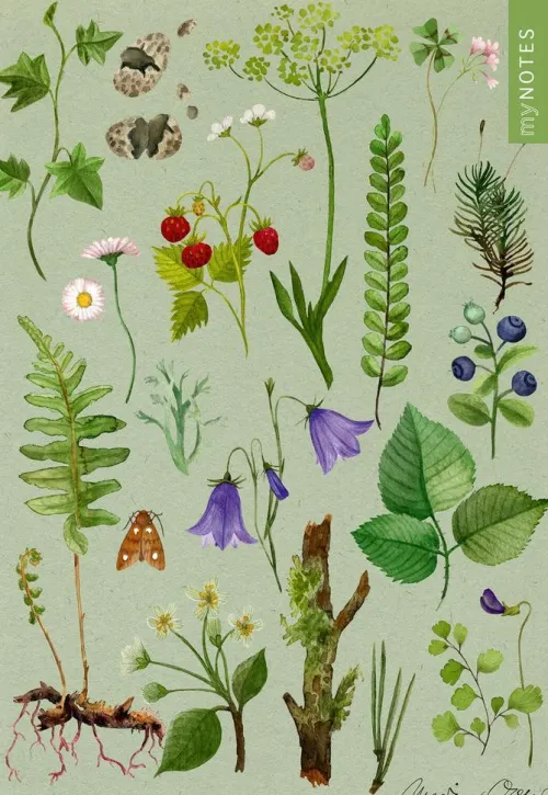 Ars Edition GmbH Notizbücher & -Blöcke-myNOTES Papeterie: Notizheft Naturschätze