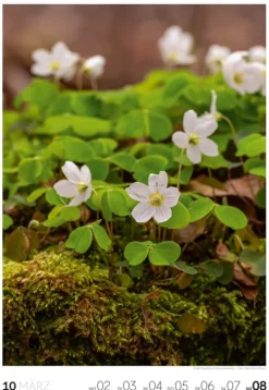 Natur Wochenkalender 2026*Ackermann Kunstverlag Online