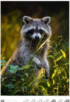 Natur Wochenkalender 2026*Ackermann Kunstverlag Online