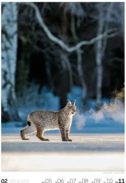 Natur Wochenkalender 2026*Ackermann Kunstverlag Online