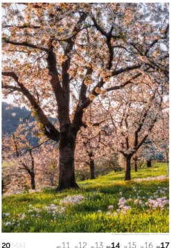 Natur Wochenkalender 2026*Ackermann Kunstverlag Online