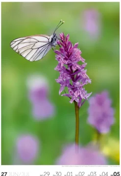 Natur Wochenkalender 2026*Ackermann Kunstverlag Online