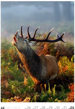 Natur Wochenkalender 2026*Ackermann Kunstverlag Online