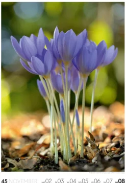 Natur Wochenkalender 2026*Ackermann Kunstverlag Online