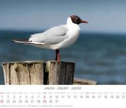 Tushita PaperArt Postkartenkalender*Nordsee 2023