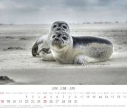 Tushita PaperArt Postkartenkalender*Nordsee 2023