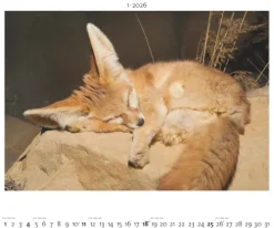 teNeues Calendars & Stationery GmbH & Co. KG Posterkalender*Palazzi - Hautnah - Afrikas Wildnis 2026 - Wandkalender 60×50 cm mit 12 Tierfotografien, Poster-Kalender mit Wildtieren & humorvollen Bildunterschriften