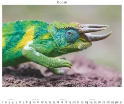 teNeues Calendars & Stationery GmbH & Co. KG Posterkalender*Palazzi - Hautnah - Afrikas Wildnis 2026 - Wandkalender 60×50 cm mit 12 Tierfotografien, Poster-Kalender mit Wildtieren & humorvollen Bildunterschriften