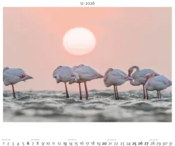teNeues Calendars & Stationery GmbH & Co. KG Posterkalender*Palazzi - Hautnah - Afrikas Wildnis 2026 - Wandkalender 60×50 cm mit 12 Tierfotografien, Poster-Kalender mit Wildtieren & humorvollen Bildunterschriften