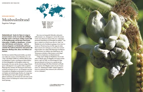 Pilze*Haupt Verlag AG Outlet