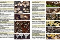 Haupt Verlag AG Biologie-Pilze Mitteleuropas