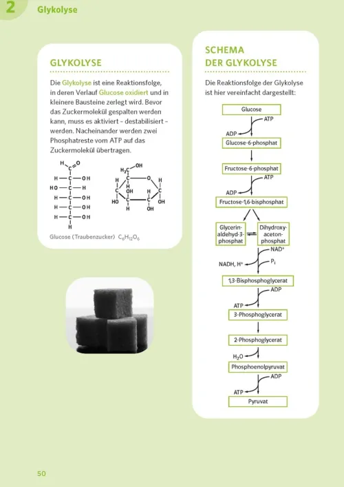 Klett Lerntraining Abi Trainer·Biologie*PONS Abi-Check XXL Biologie