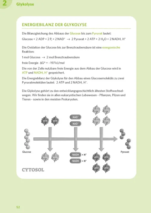 Klett Lerntraining Abi Trainer·Biologie*PONS Abi-Check XXL Biologie