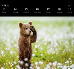 Postkartenkalender 2026: Von Pechvögeln und bunten Hunden*Pattloch Outlet