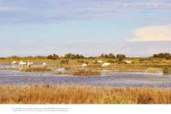 Provence. Eine Augenreise*Dorling Kindersley Reise Online