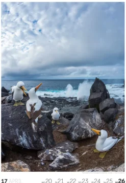 Ackermann Kunstverlag Wochenkalender-Reisen Wochenkalender 2026