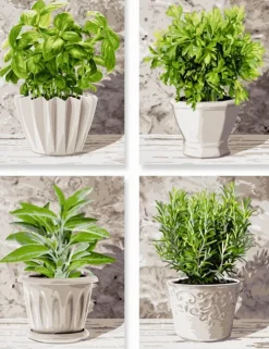 Noris Spiele GmbH Basteln & Kreatives-Schipper Malen nach Zahlen - Küchenkräuter (Quattro)