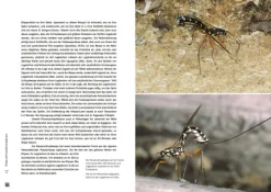 Haupt Verlag AG Biologie-Schlupfwespen