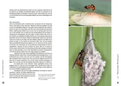 Haupt Verlag AG Biologie-Schlupfwespen