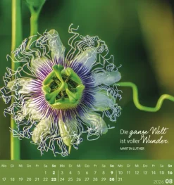 Korsch Postkartenkalender-Schön, dass es dich gibt! 2026