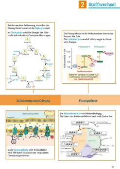 Sicher im Abi Biologie*Klett Lerntraining New