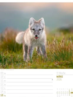 Ackermann Kunstverlag Wochenkalender-Skandinavien Wochenplaner Kalender 2026 | Der Zauber des hohen Nordens