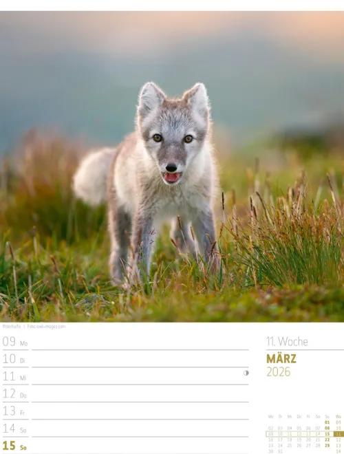 Ackermann Kunstverlag Wochenkalender-Skandinavien Wochenplaner Kalender 2026 | Der Zauber des hohen Nordens