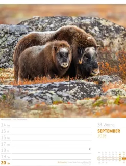 Ackermann Kunstverlag Wochenkalender-Skandinavien Wochenplaner Kalender 2026 | Der Zauber des hohen Nordens