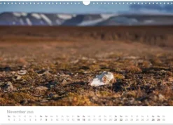 Calvendo Wandkalender*Spitzbergen - Wild.Rau.Ungezähmt. (Wandkalender 2026 DIN A3 quer), Monatskalender