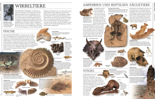 Dorling Kindersley Verlag Geowissenschaft-Steine & Mineralien