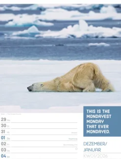 Ackermann Kunstverlag Wochenkalender*Tierisch Sprüchekalender Wochenplaner 2026