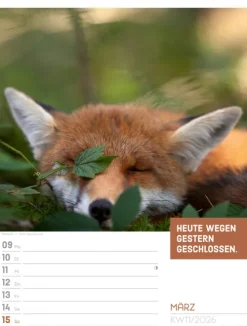 Ackermann Kunstverlag Wochenkalender*Tierisch Sprüchekalender Wochenplaner 2026