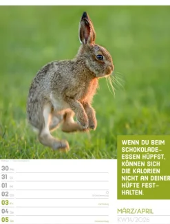 Ackermann Kunstverlag Wochenkalender*Tierisch Sprüchekalender Wochenplaner 2026