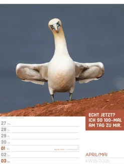 Ackermann Kunstverlag Wochenkalender*Tierisch Sprüchekalender Wochenplaner 2026