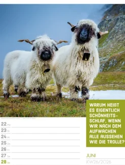 Ackermann Kunstverlag Wochenkalender*Tierisch Sprüchekalender Wochenplaner 2026