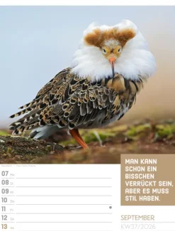 Ackermann Kunstverlag Wochenkalender*Tierisch Sprüchekalender Wochenplaner 2026