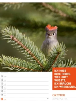 Ackermann Kunstverlag Wochenkalender*Tierisch Sprüchekalender Wochenplaner 2026