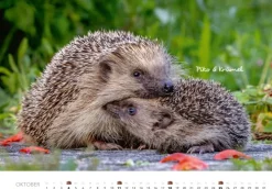 Heel Verlag GmbH Wandkalender-Tierkinder auf dem Bauernhof Kalender 2026