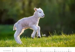 Heel Verlag GmbH Wandkalender-Tierkinder auf dem Bauernhof Kalender 2026