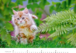 Heel Verlag GmbH Wandkalender-Tierkinder auf dem Bauernhof Kalender 2026