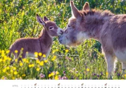 Heel Verlag GmbH Wandkalender-Tierkinder auf dem Bauernhof Kalender 2026