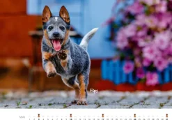 Heel Verlag GmbH Wandkalender-Tierkinder auf dem Bauernhof Kalender 2026