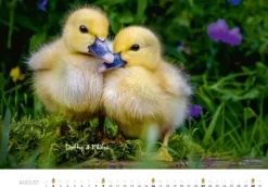 Heel Verlag GmbH Wandkalender-Tierkinder auf dem Bauernhof Kalender 2026
